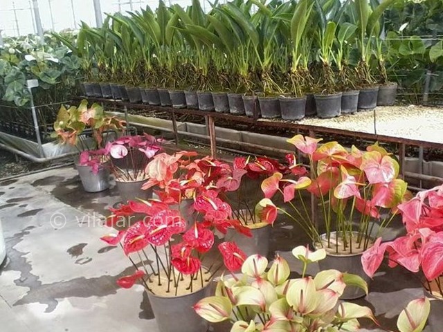 عکس شماره 10 - بازارهای گل در تهران