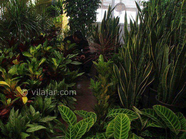 عکس شماره 11 - بازارهای گل در تهران