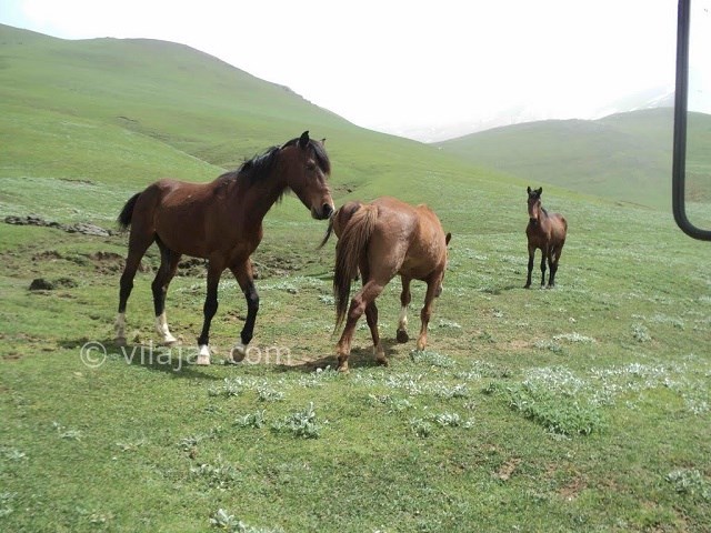 عکس شماره 10 - جواهر دشت کجاست؟
