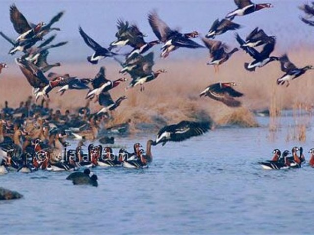 عکس شماره 4 - تالاب چکر ایلام