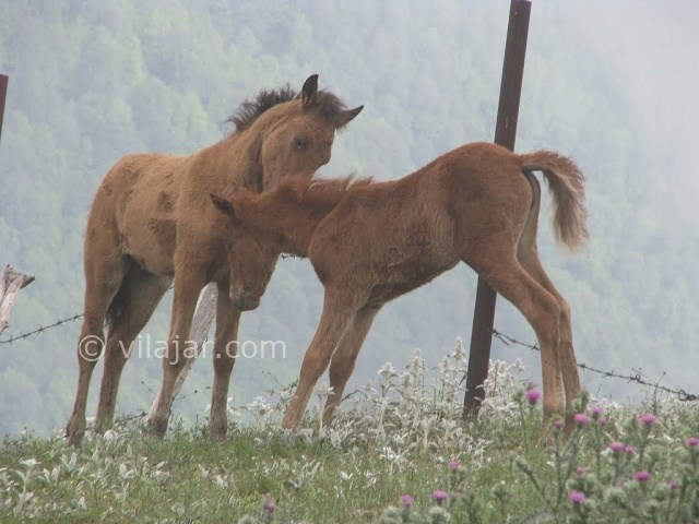 عکس شماره 16 - جواهر دشت کجاست؟
