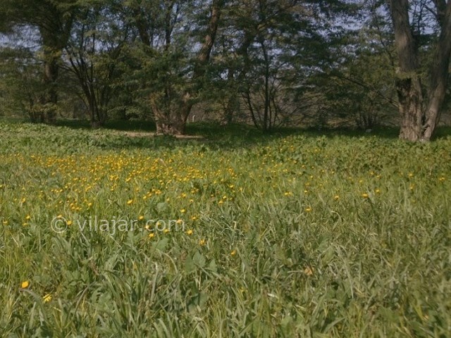 عکس شماره 3 - پارک جنگلی چاهکوتاه بوشهر