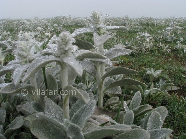عکس شماره 19 - جواهر دشت کجاست؟