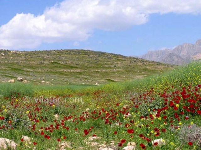 عکس شماره 4 - دشت ارژن شیراز