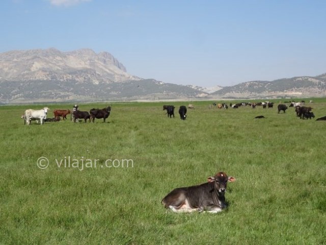 عکس شماره 8 - دشت ارژن شیراز