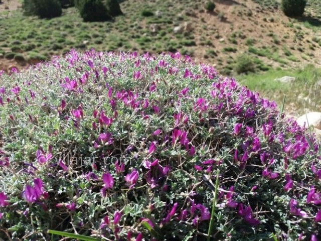 عکس شماره 4 - تنگه زندان دیباج