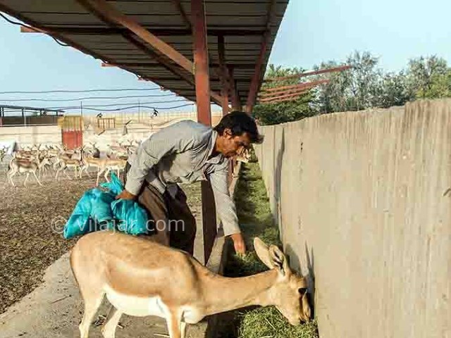 عکس شماره 3 - باغ آهو سریزد