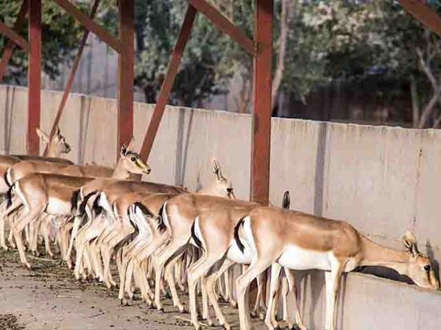 عکس شماره 4 - باغ آهو سریزد