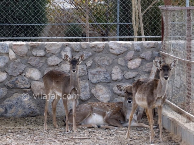 عکس شماره 5 - باغ آهو سریزد