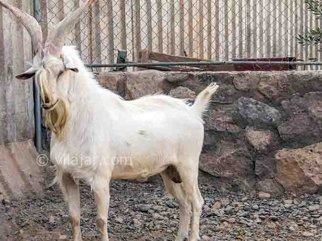 عکس شماره 6 - باغ آهو سریزد