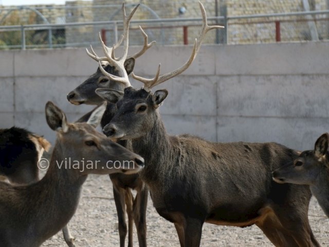 عکس شماره 7 - باغ آهو سریزد