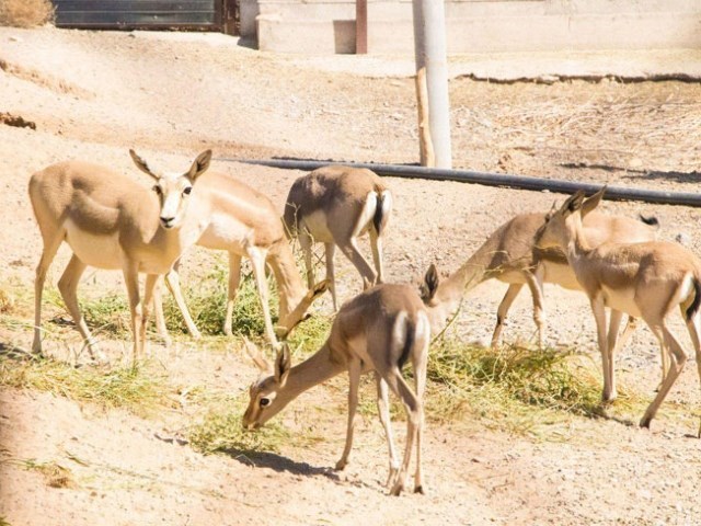 عکس شماره 8 - باغ آهو سریزد