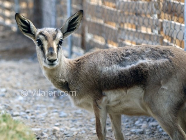 عکس شماره 9 - باغ آهو سریزد
