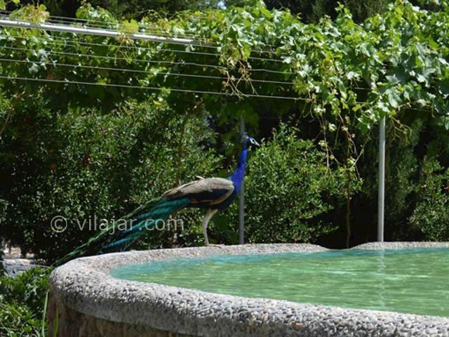 عکس شماره 10 - باغ آهو سریزد