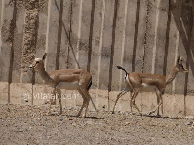 عکس شماره 12 - باغ آهو سریزد