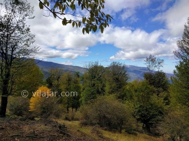 عکس شماره 4 - جنگل اولنگ شاهرود