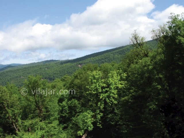 عکس شماره 6 - جنگل اولنگ شاهرود