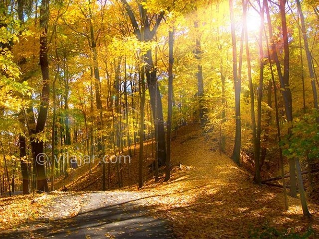 عکس شماره 7 - جنگل اولنگ شاهرود