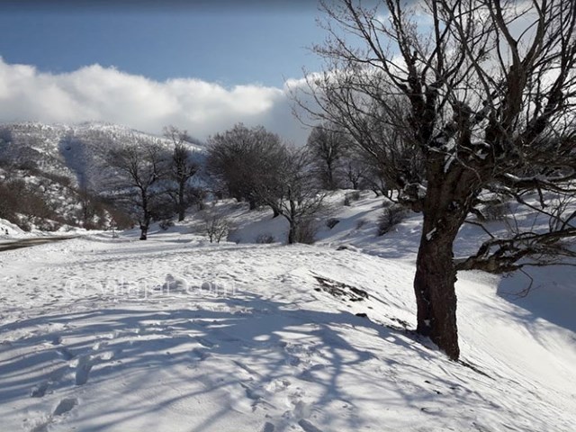 عکس شماره 9 - جنگل اولنگ شاهرود