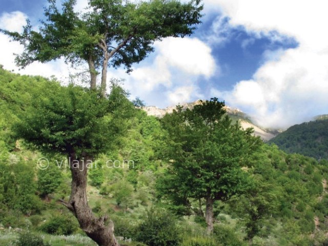 عکس شماره 10 - جنگل اولنگ شاهرود