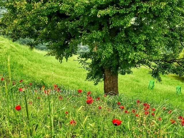 عکس شماره 6 - روستا و ییلاق سی دشت رودبار