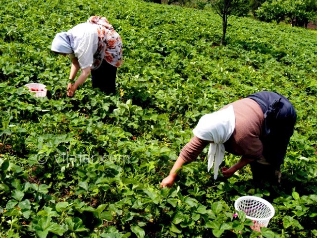 عکس شماره 9 - روستا و ییلاق سی دشت رودبار