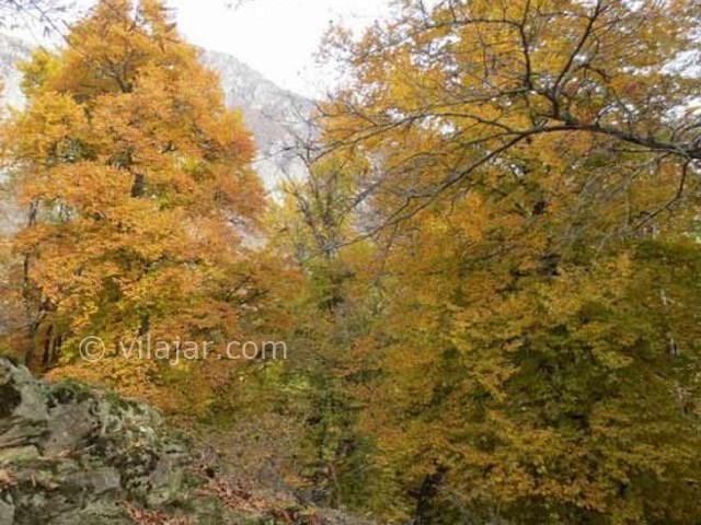 عکس شماره 3 - جنگل فینسک مهدیشهر