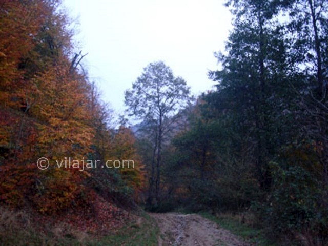 عکس شماره 5 - جنگل فینسک مهدیشهر