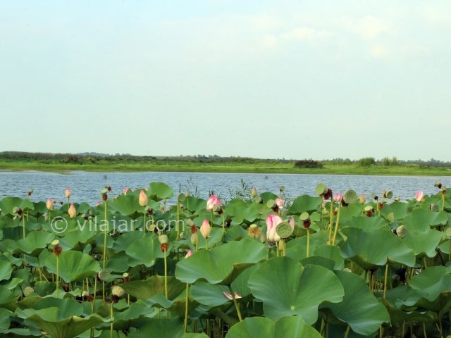 عکس شماره 3 - تالاب هندخاله صومعه سرا