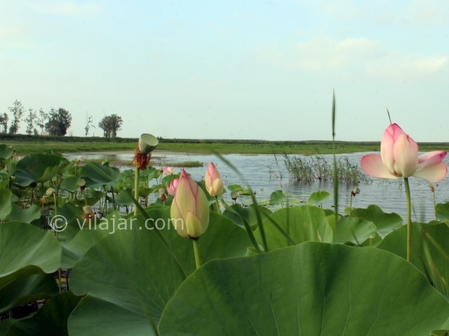 عکس شماره 4 - تالاب هندخاله صومعه سرا