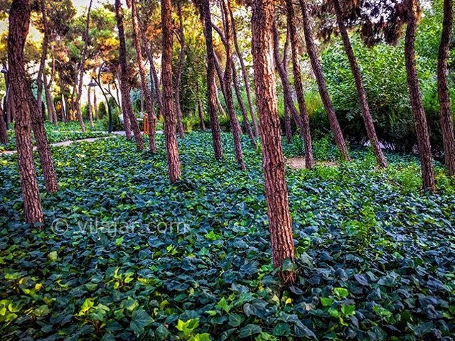 عکس شماره 6 - پارک لاله در تهران