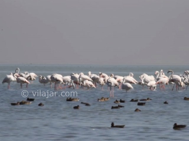 عکس شماره 7 - تالاب ناصری خرمشهر