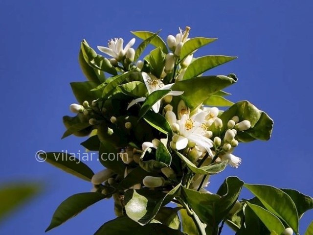 عکس شماره 19 - سوغات و صنایع دستی شیراز