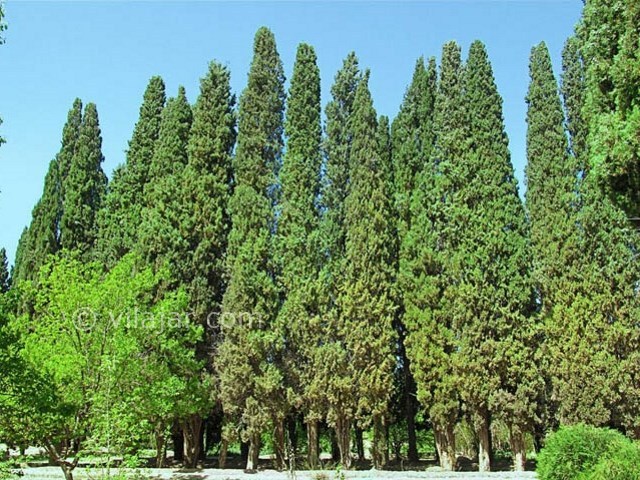 عکس شماره 6 - باغ و عمارت رحیم‌ آباد