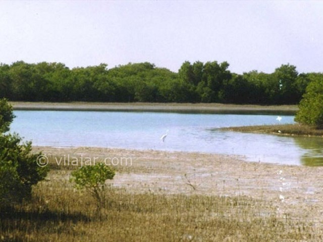 عکس شماره 4 - تالاب حله بوشهر