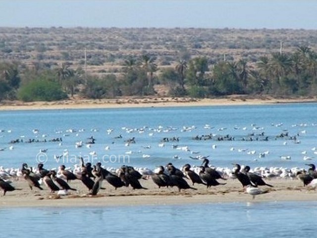 عکس شماره 5 - تالاب حله بوشهر