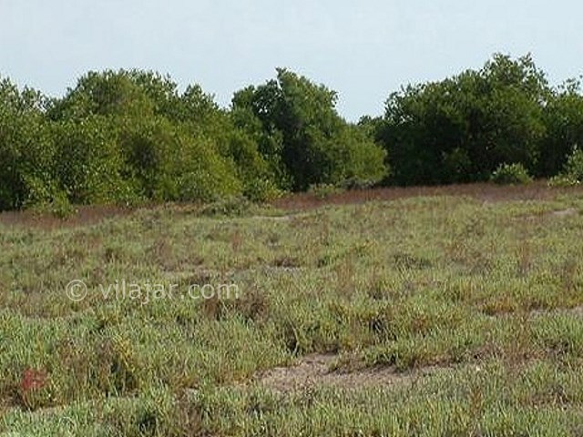 عکس شماره 6 - تالاب حله بوشهر