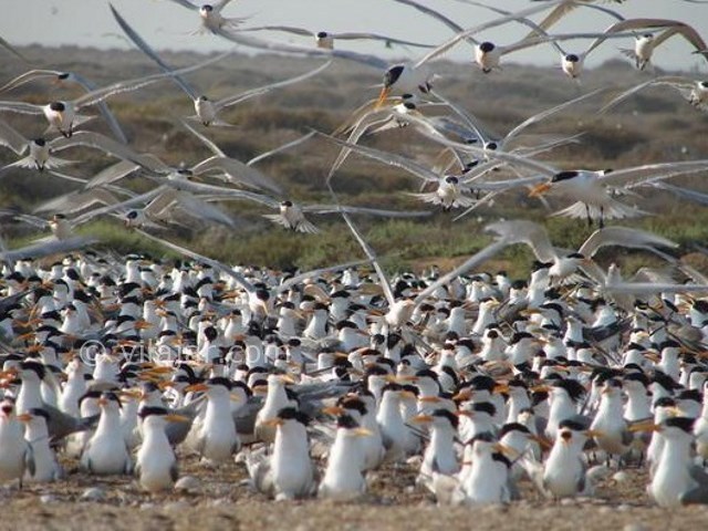 عکس شماره 8 - تالاب حله بوشهر