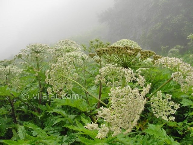 عکس شماره 31 - جاهای دیدنی کلاردشت