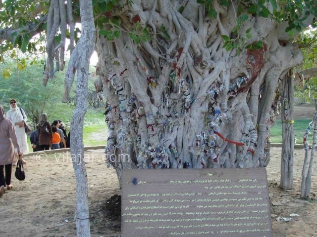 عکس شماره 3 - درخت سبز کیش
