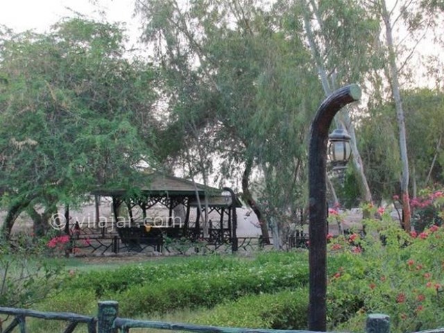 عکس شماره 4 - درخت سبز کیش