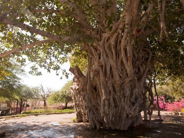 عکس شماره 5 - درخت سبز کیش