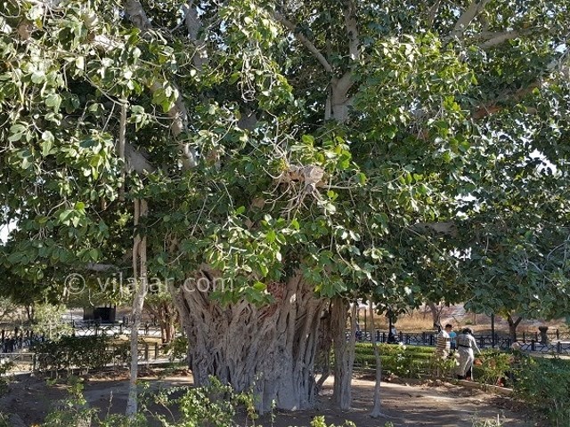 عکس شماره 7 - درخت سبز کیش