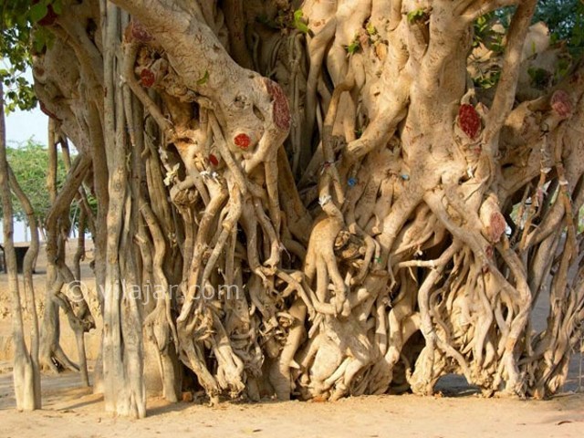 عکس شماره 8 - درخت سبز کیش