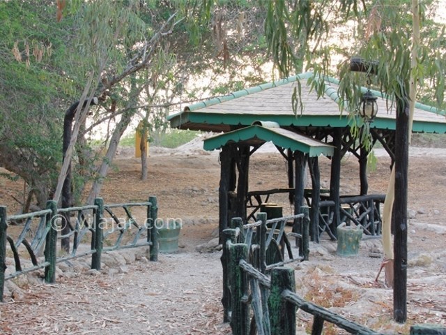 عکس شماره 9 - درخت سبز کیش