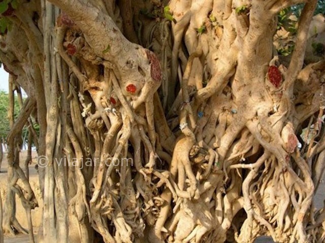 عکس شماره 10 - درخت سبز کیش