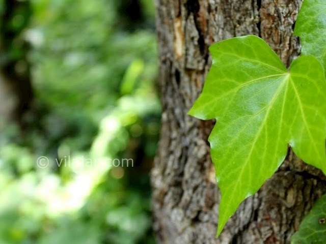 عکس شماره 34 - جاهای دیدنی کلاردشت