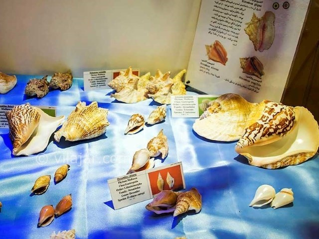 عکس شماره 3 - موزه صدف اصفهان