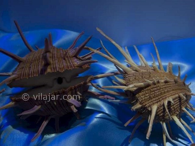 عکس شماره 4 - موزه صدف اصفهان