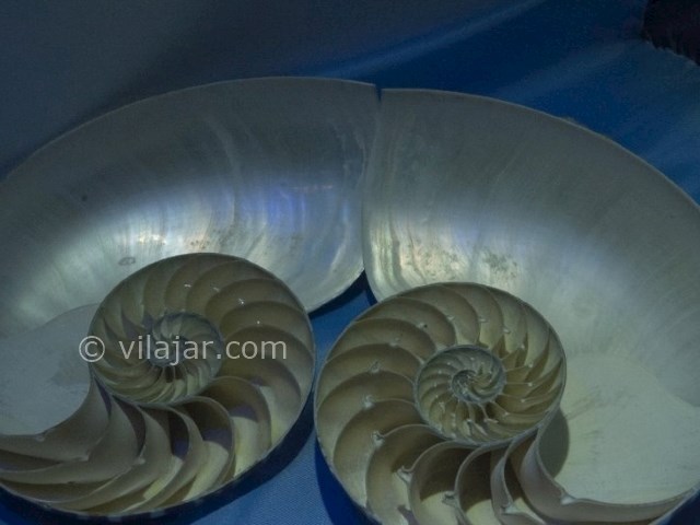 عکس شماره 5 - موزه صدف اصفهان